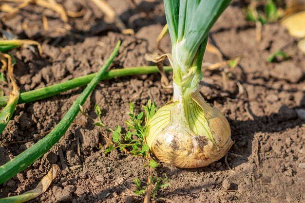 Ui in de droge grond in de tuin.