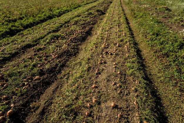 Ui na de oogst op het landbouwgebied.