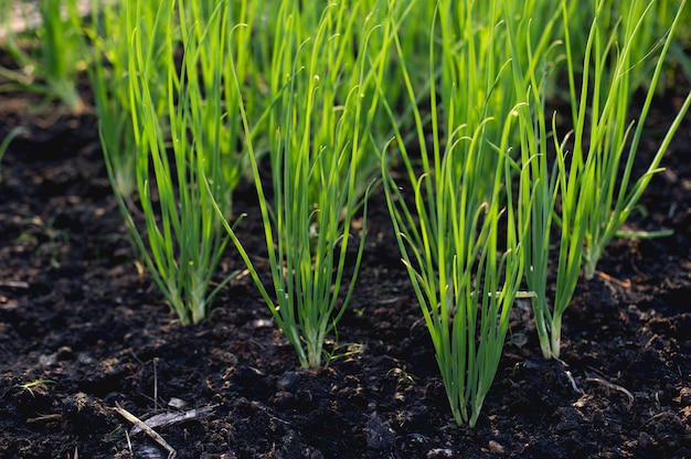 Ui uit de moestuin Biologische groente