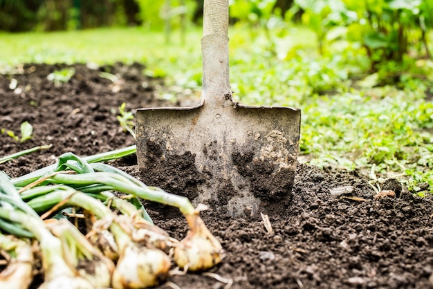 Uien die in een huistuin worden gekweekt. Biologische uien op de grond gelegd.