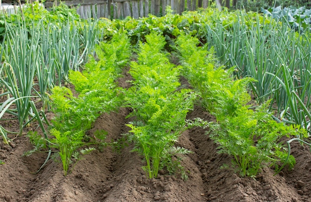 Uien en wortelen groeien op tuinbedden in de moestuin in de zomerdag. Uien en wortelplanten die in een moestuin groeien. Plantaardig groen bed.