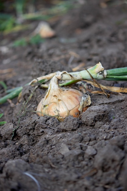 Uien groeien in de tuin Selectieve focus Natuur