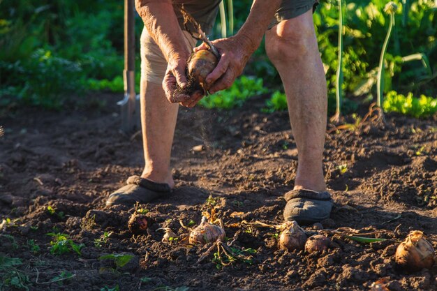 Uien oogst in de tuin in de handen van een grootmoeder Selectieve focus