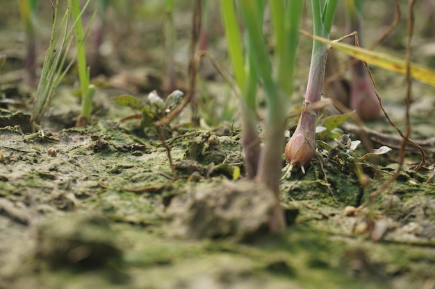 Uien worden geproduceerd op landbouwgrond. Uienzaailingen worden gutti Bangladesh genoemd