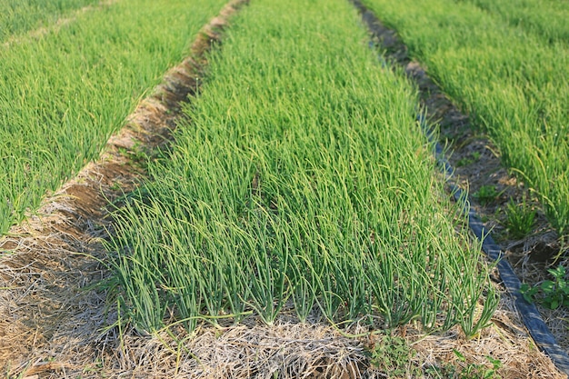 Uienaanplanting in moestuin in de landbouw van Thailand