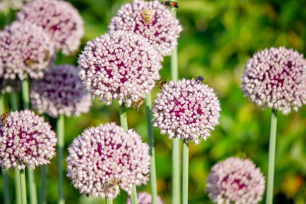 Foto uienbloem in de tuin selectieve focus natuur