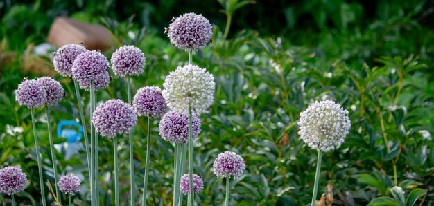 Foto uienbloem in de tuin selectieve focus natuur