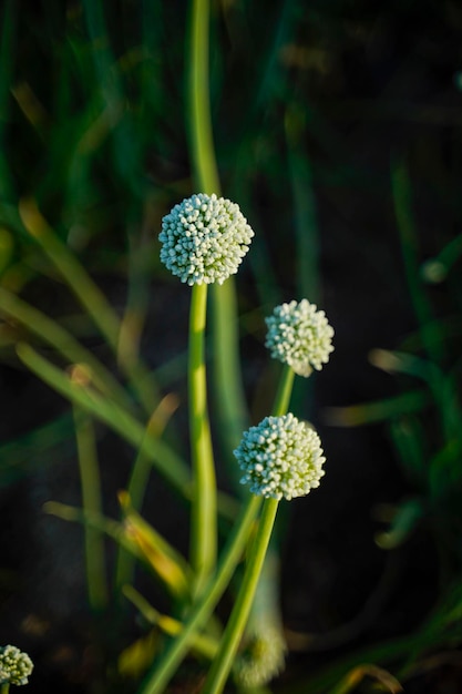 Uienbloem op Uienlandbouwveld