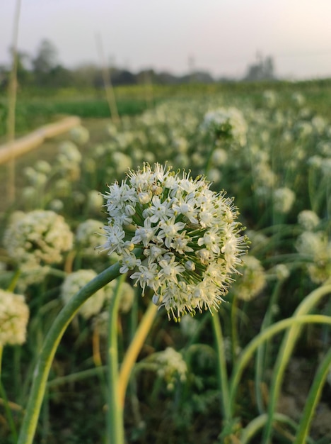 Uienbloemen in de groene grasvelden