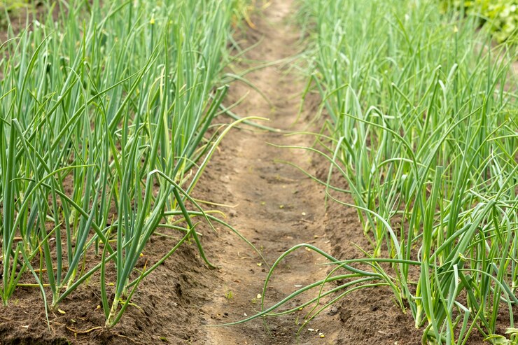 Uienplantage in de moestuin