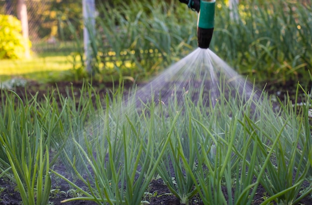 Uienplantage in de moestuinlandbouw bewaterd