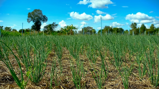 Uienplantage in het land