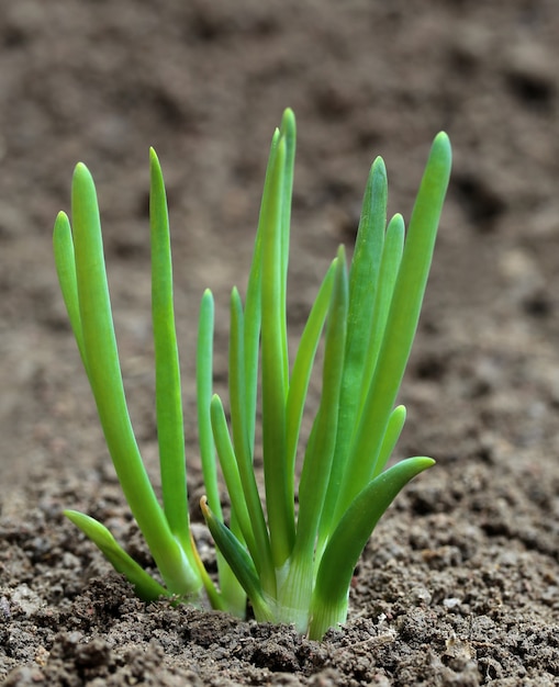 Uienplanten op vruchtbare grond