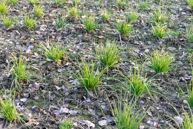 Uienplanten voor het kweken van uienzaden