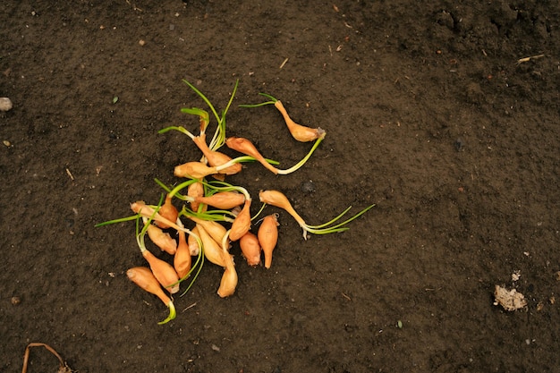 Uienzaailing op de achtergrond van natte grond Voorbereiding voor het planten en kweken van een plant Het concept van biologische landbouw, voedsel kweken in uw tuin