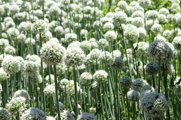 Uienzaden in de moestuin