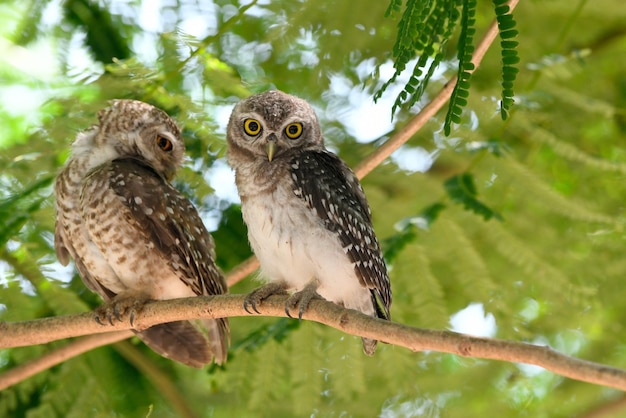 Foto uil in de boom