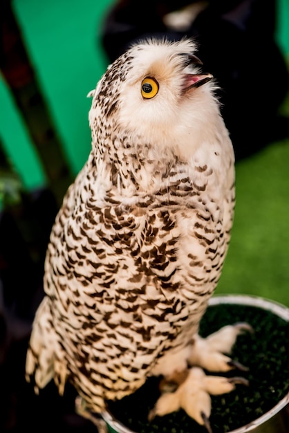 uil, nachtvogel in het bos