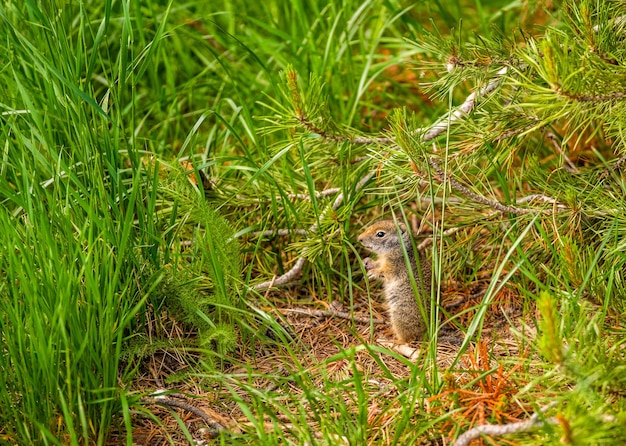 Uinta ground squirrel