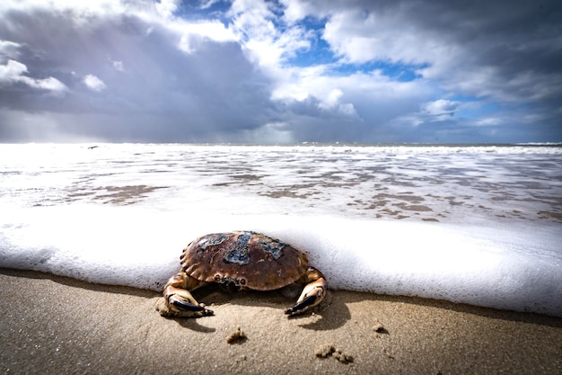 Foto uit de zee.