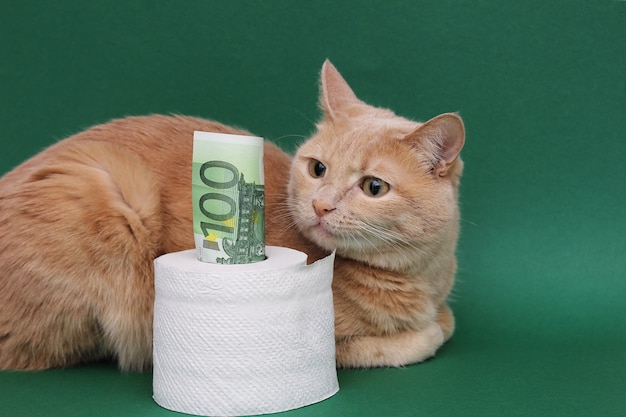 Uit een rol wc-papier steekt een biljet van 100 euro. De rode kat ligt ernaast en staart ernaar.