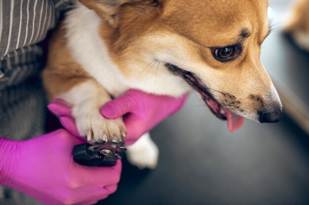 Uiterlijke verzorging. Close-up foto van trimmers handen snijden honden klauwen