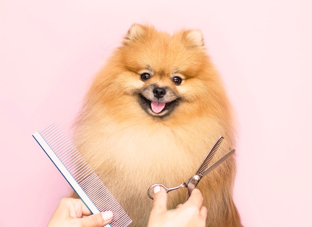 Uiterlijke verzorging. Een lachende Pommerse hond wordt geknipt in een dierenverzorgingssalon. Detailopname. Roze achtergrond. Schaar en een kam bij de snuit van de hond.