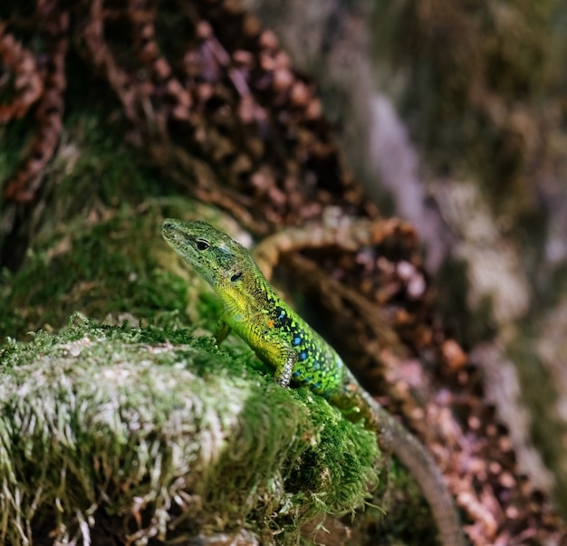 Uiterst kleine groene hagediszitting op een steen met groen mos