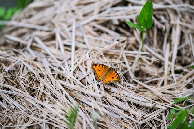 Uiterst kleine oranje vlinder die op droog hooi in padieveld rusten