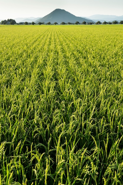 Uitgebreid groen opkomstveld op het platteland van Japan.