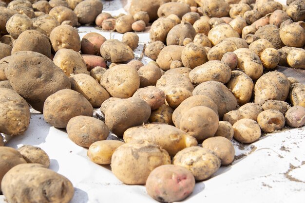 Uitgegraven aardappelen liggen en drogen in de zon