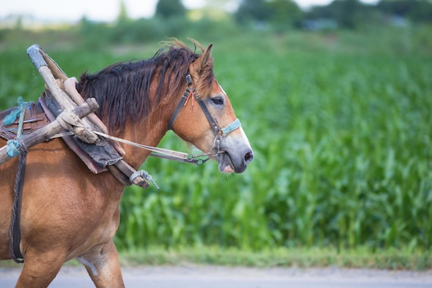 Uitgerust paard op de achtergrond van het veld