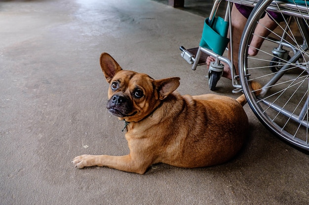 Uitgeschakeld met honden