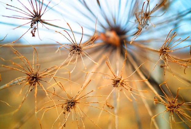 Uitgestraalde paardebloemen op Pripyat bokeh achtergrond