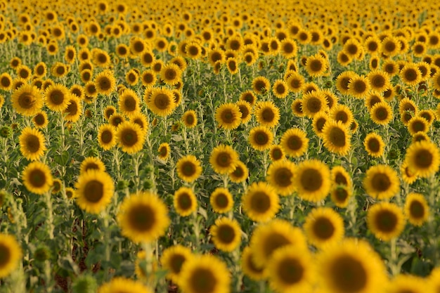 Uitgestrekte zonnebloemvelden bij zonsondergang