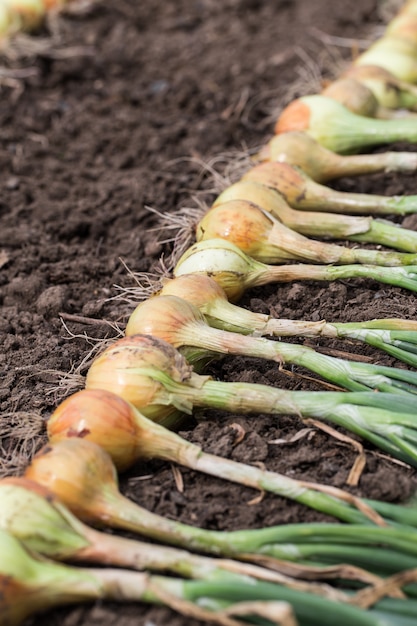 Uitsnede van ui op de grond.