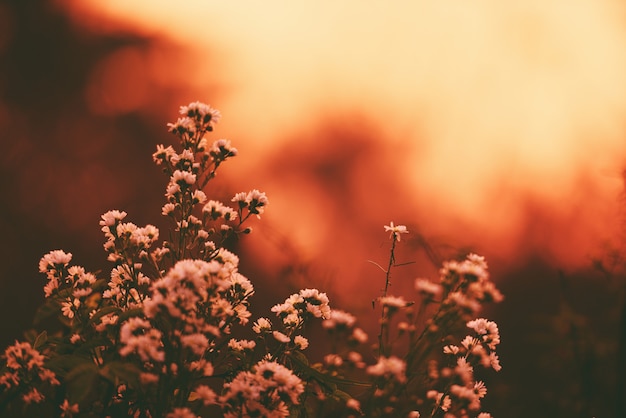 Uitstekend bloemsilhouet op zonsondergang of zonsopgangaard