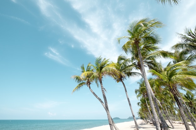 Uitstekend tropisch strand met palm in de zomer