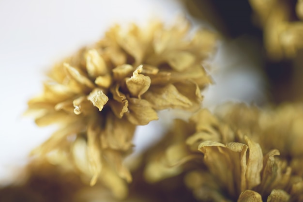 Uitstekende bloemen die met gradiënt voor achtergrond worden gemaakt