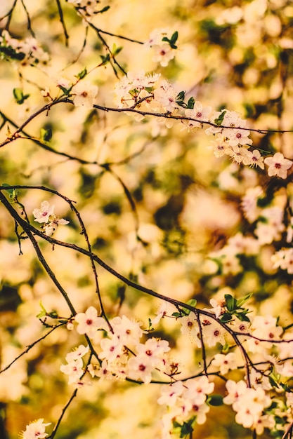 Uitstekende kersenbloemen in bloei bij zonsopgang als aardachtergrond voor de bloemendroomtuin van het de lentevakantieontwerp