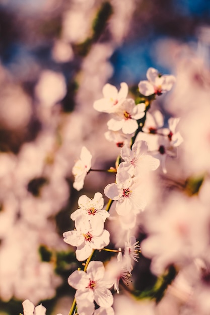 Uitstekende kersenbloemen in bloei bij zonsopgang als aardachtergrond voor de bloemendroomtuin van het de lentevakantieontwerp