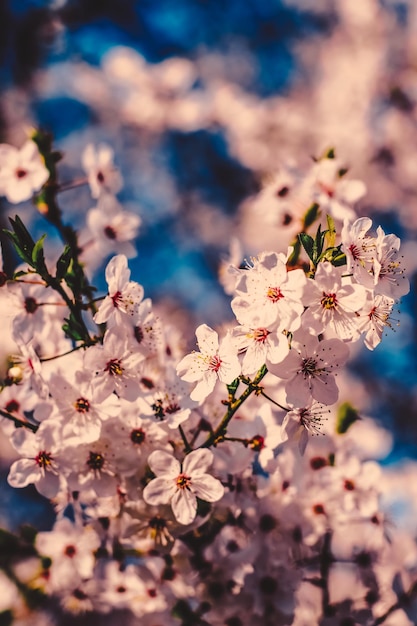 Uitstekende kersenbloemen in bloei bij zonsopgang als aardachtergrond voor de bloemendroomtuin van het de lentevakantieontwerp