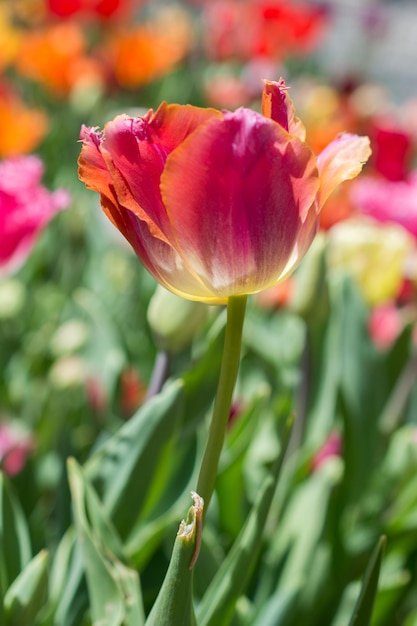 Uitstekende kleurrijke tulpenbloembloei in de lentetuin