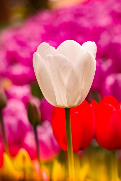 Uitstekende kleurrijke tulpenbloemen bloeien in de lentetuin