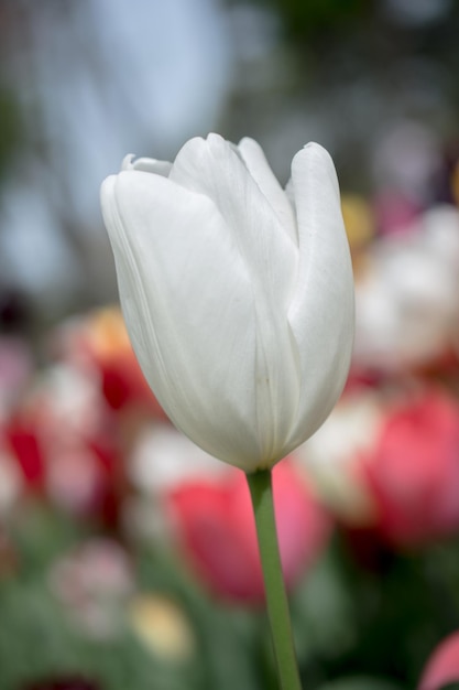 Uitstekende kleurrijke tulpenbloemen bloeien in de voorjaarstuin