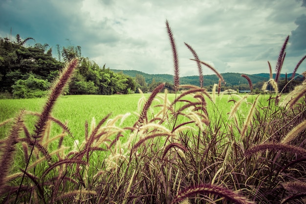 Uitzicht dicht bij groen gras, buiten de natuur