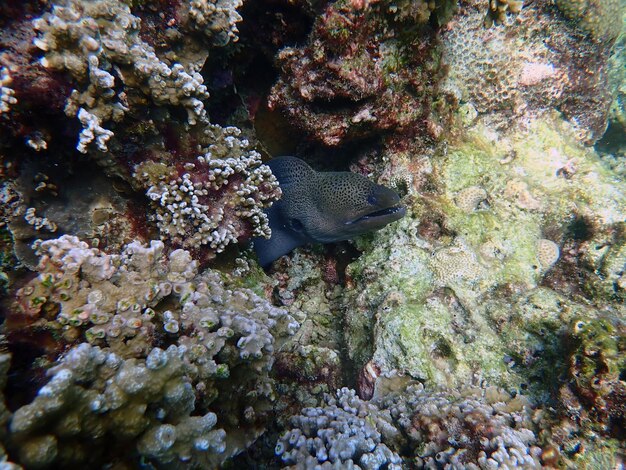 Foto uitzicht op aal in de zee