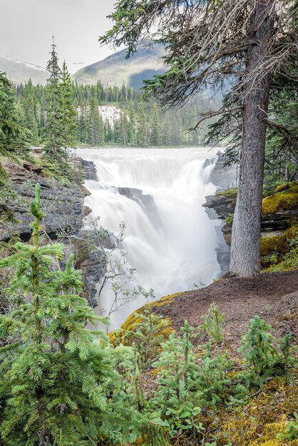 Foto uitzicht op athabasca falls door de bomen in jasper national park alberta
