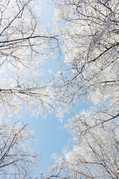 Uitzicht op besneeuwde bomen