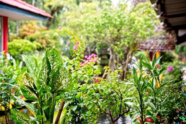 Foto uitzicht op bloeiende planten in de tuin